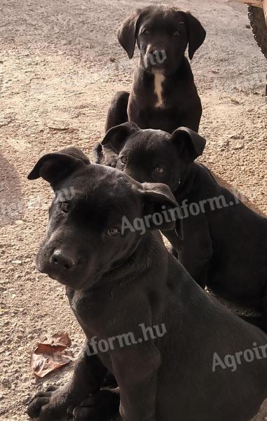 Cane Corso