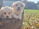 Bichon Havanese fajtatiszta jellegű