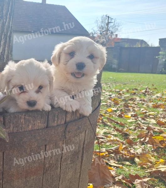 Bichon Havanese fajtatiszta jellegű