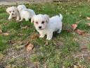 Bichon Havanese fajtatiszta jellegű