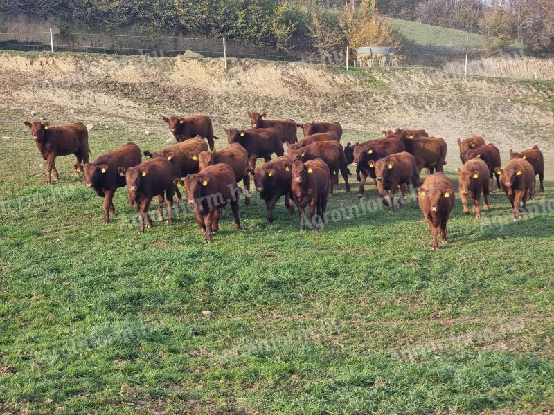 ANGUS PEDIGRÉS ÜSZŐK