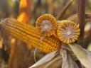 Gloriett kukorica hibrid vetőmag - G-Seed vetőmagok,  kiváló genetika elérhető áron