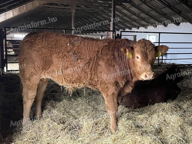 Limousin tenyészbika