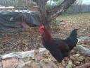 Australorp fiatal kakasok