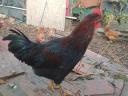 Australorp fiatal kakasok