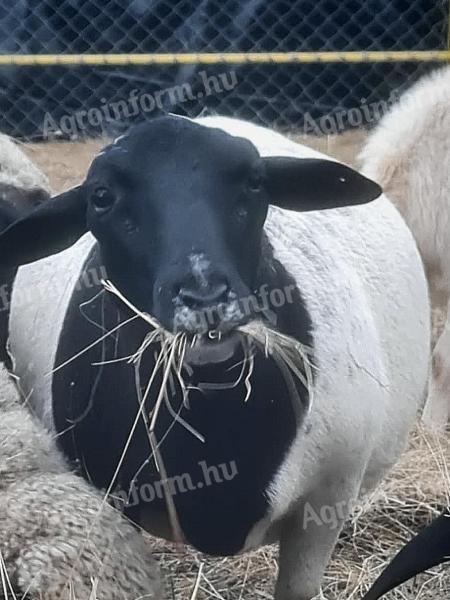 Dorper bárány előjegyezhetők,  nem törzskönyves