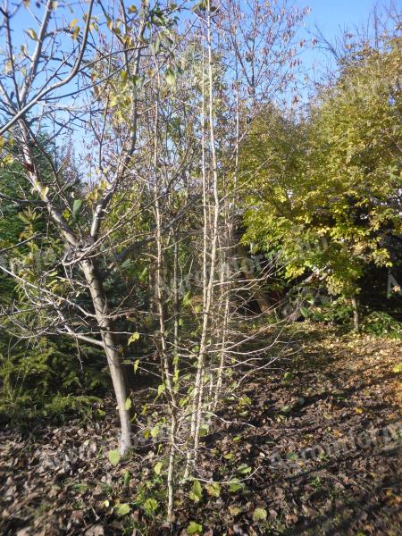 Eladó török mogyoró (Corylus colurna)