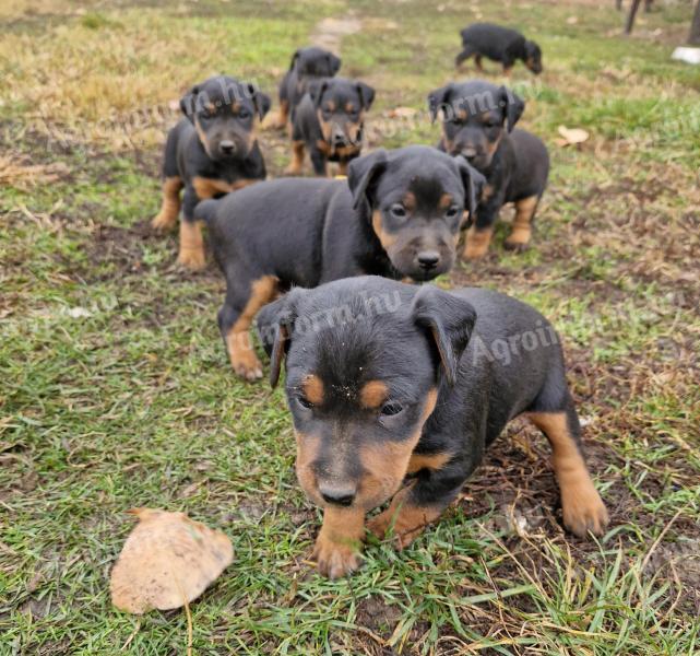 Jagdterrier fajtatiszta jellegű kiskutya