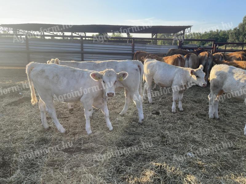 Keresek limousin és charolais üszőket