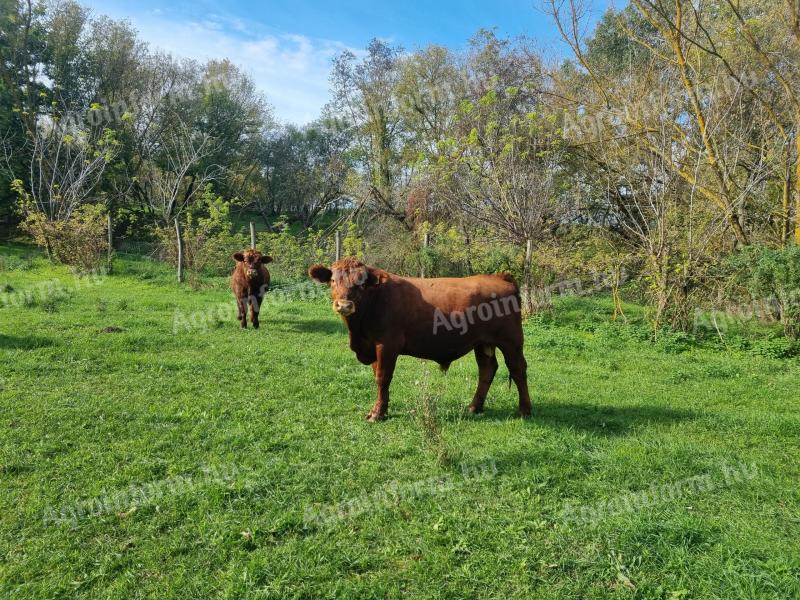 Angus bika és üsző borjak eladók