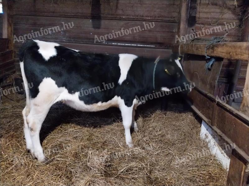 Holstein fríz,  8 hónapos üsző eladó