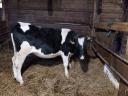 Holstein fríz,  8 hónapos üsző eladó