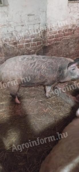 Mangalica Duroc hízók