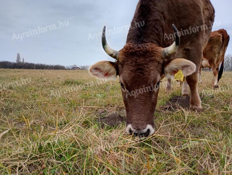 Kárpáti borzderes tehén biogazdaságból