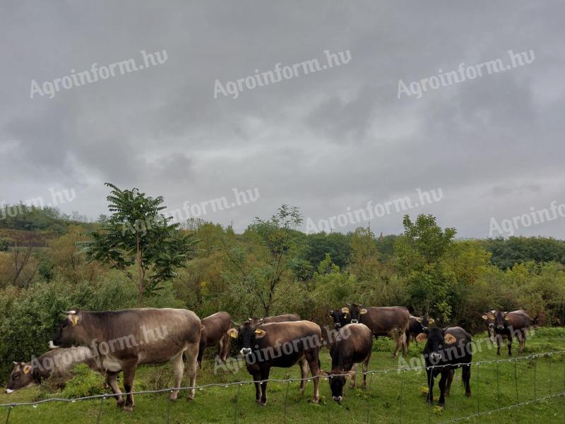 Kárpáti borzderes üszők