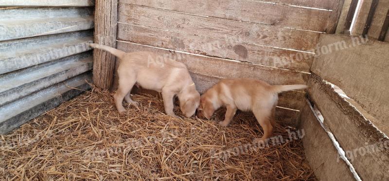 Labrador jellegű fajtiszta kiskutyák