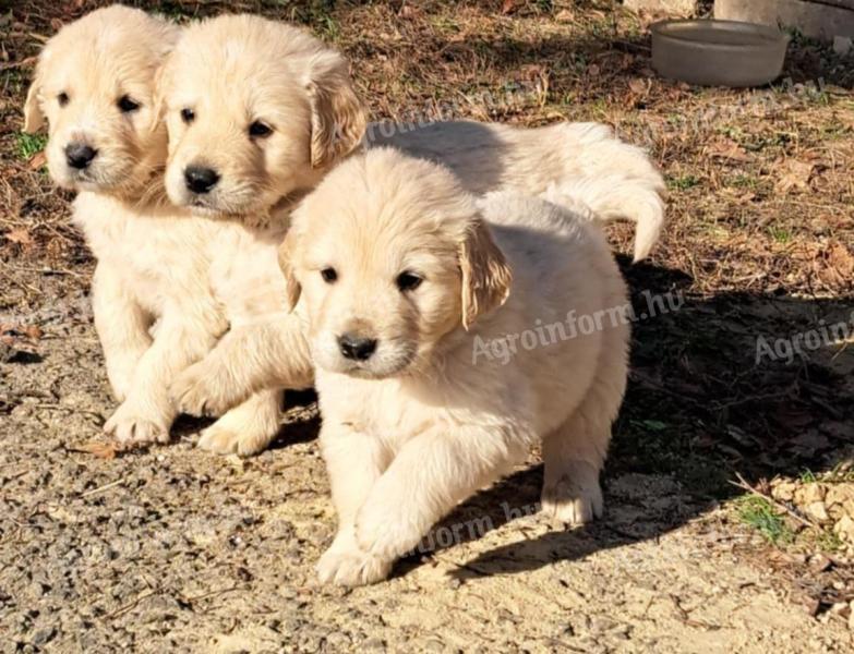 Fajtatiszta jellegű Golden Retriever kiskutyák