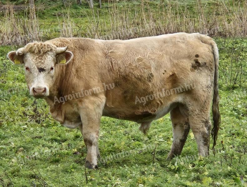 Egyéb húshasznú (charolais) bika borjak eladók