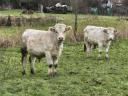 Egyéb húshasznú (charolais) bika borjak eladók