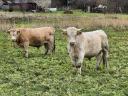 Egyéb húshasznú (charolais) bika borjak eladók