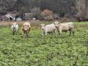 Egyéb húshasznú (charolais) bika borjak eladók