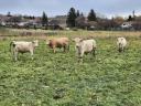 Egyéb húshasznú (charolais) bika borjak eladók