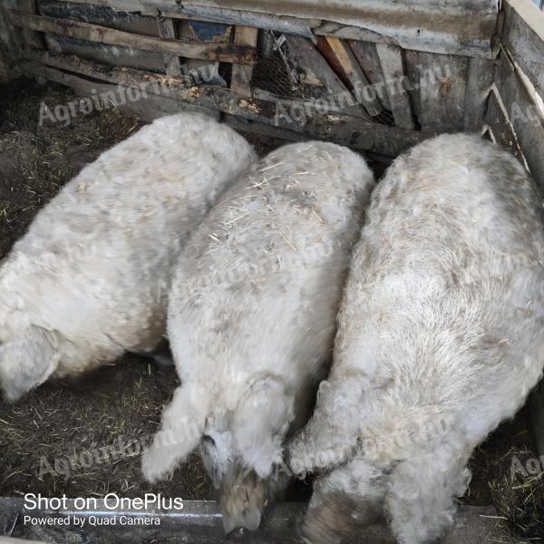 Mangalica Hízók Eladó