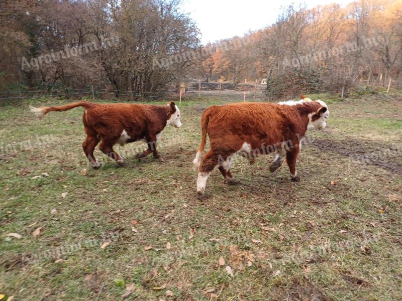 Hereford tenyészbikák