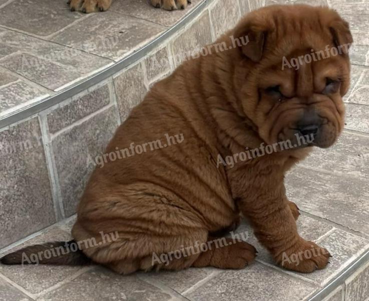 Shar Pei