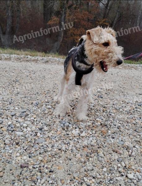 Foxterrier-jellegű