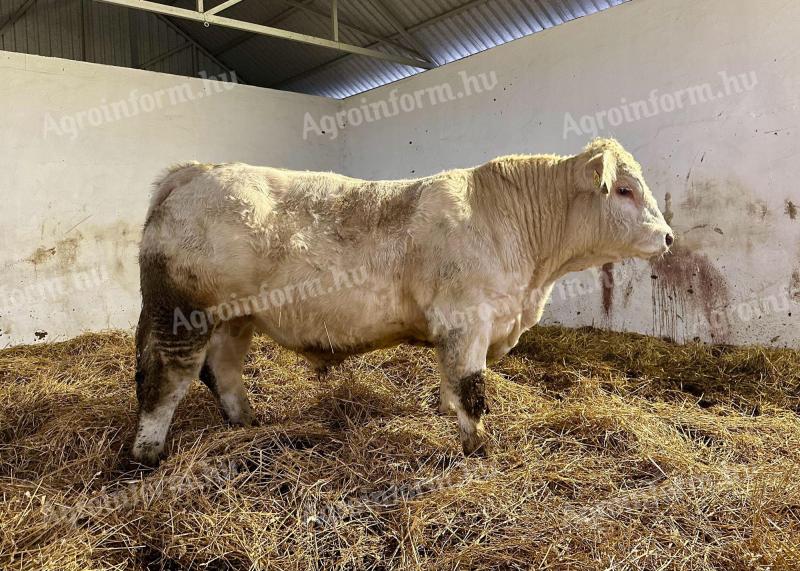 Charolais homozigóta szarvatlan tenyészbika eladó