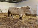 Charolais homozigóta szarvatlan tenyészbika eladó