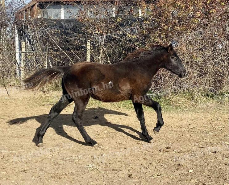 Gidrán jellegű kiscsikó Gidrán XXIX-21 Kelevésztől