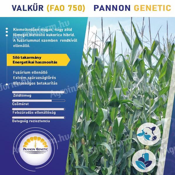 Pannon Genetic - PG Valkűr (FAO 750) silókukorica vetőmag