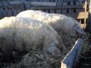 Mangalica hízók eladók