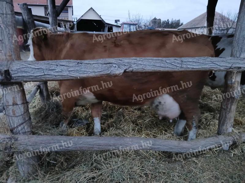 Fejős tehenek eladók