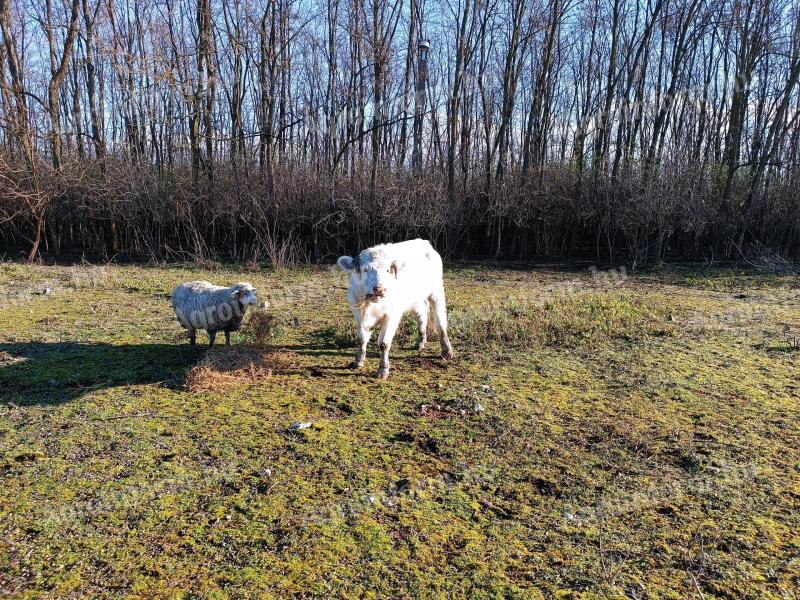 Charolais üsző