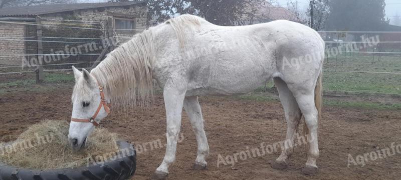 Magyar Sportló Kanca Eladó