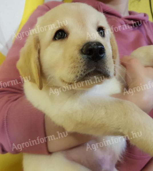 Labrador Retriever kisfiúk és kislányok