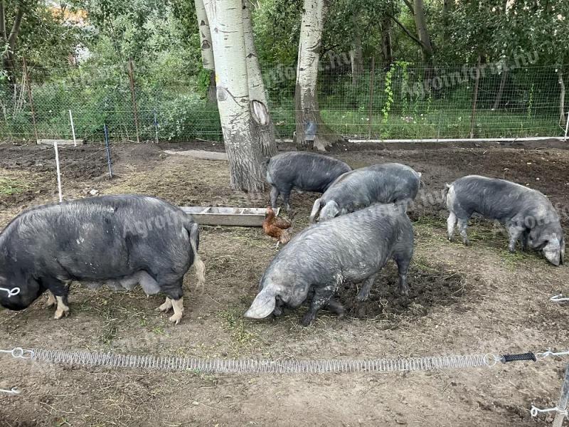 Jó genetikával rendelkező másfél éven korvald kan eladó