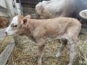 Swisbraun ( Svájci Borzderes ) első borjas frissen ellett,  borjával eladó