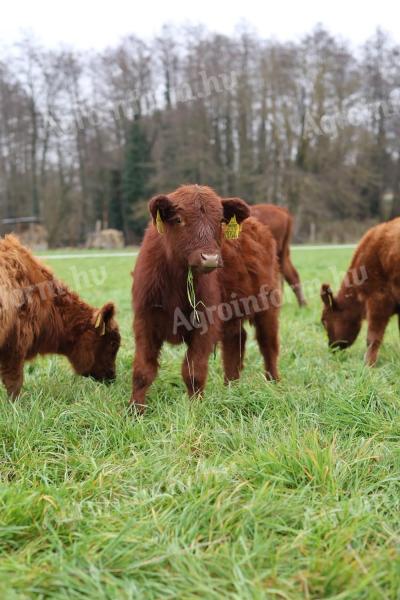 Aberdeen Angus borjak eladók