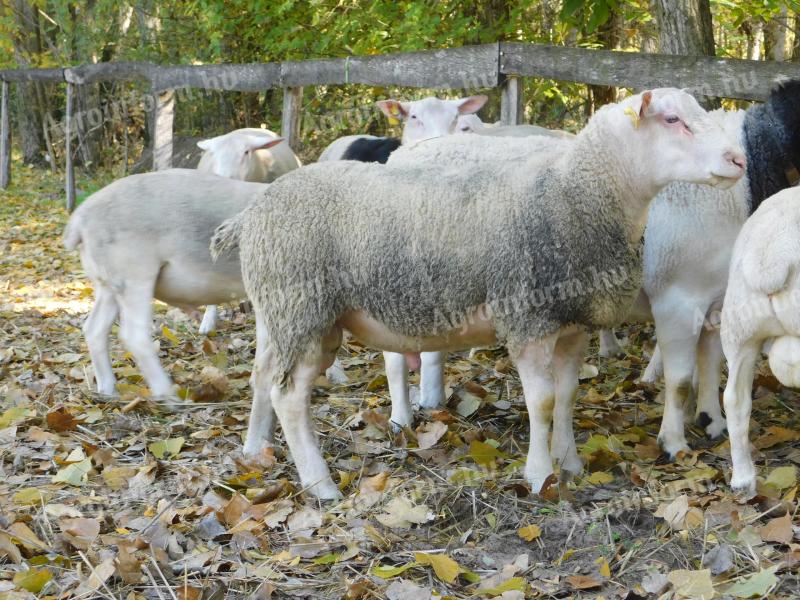 Berrichon és dorper törzskönyves kos - törzskos