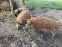 Mangalica hizó eladó