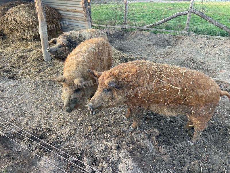 Mangalica hizó eladó