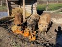 Mangalica hizó eladó