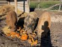 Mangalica hizó eladó