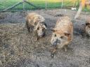 Mangalica hizó eladó