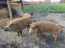 Mangalica hizó eladó