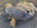 Mangalica hízó,sertés